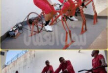 عقاب يولدطاقة ويضئ نور للاخرين